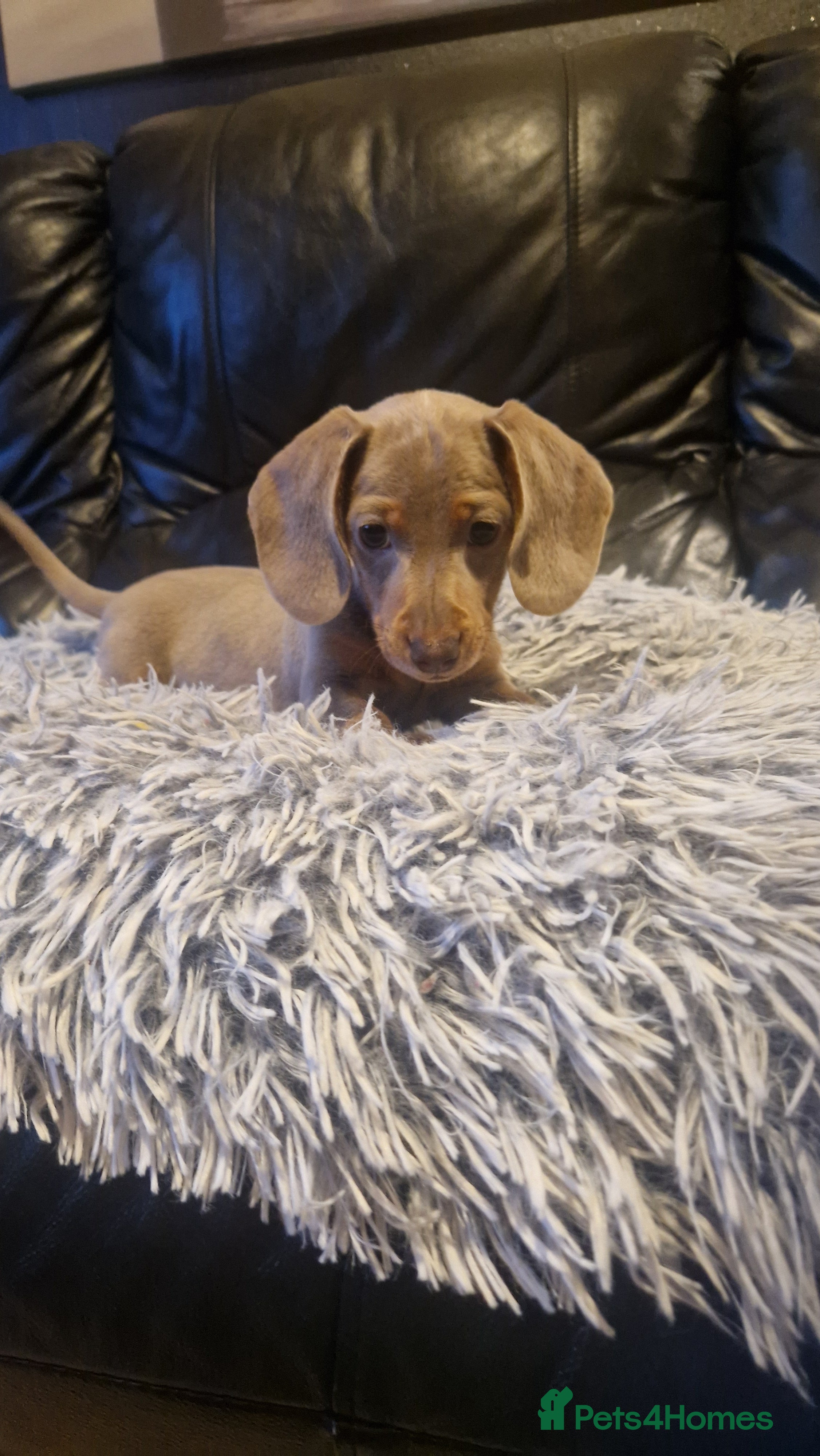 Miniature Dachshund dogs *SOLD* - Advert 17