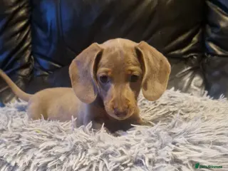 Miniature Dachshund dogs *SOLD* - Advert 17
