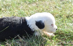 Old English Sheepdog dogs for sale: Stunning Old English Sheepdog Puppies KC Reg - Image 19