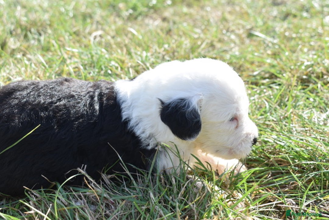 Old English Sheepdog dogs for sale: Stunning Old English Sheepdog Puppies KC Reg - Image 19