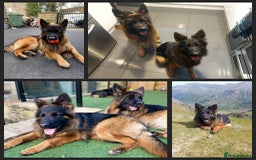 German Shepherd dogs for sale: 2 Chunky GSD boys looking for forever home  - Image 15