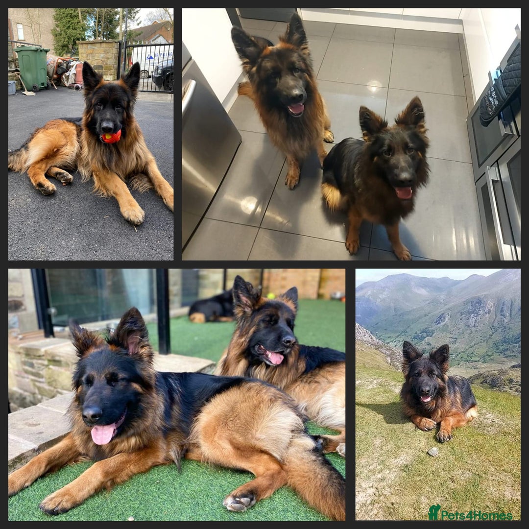German Shepherd dogs for sale: 2 Chunky GSD boys looking for forever home  - Image 15