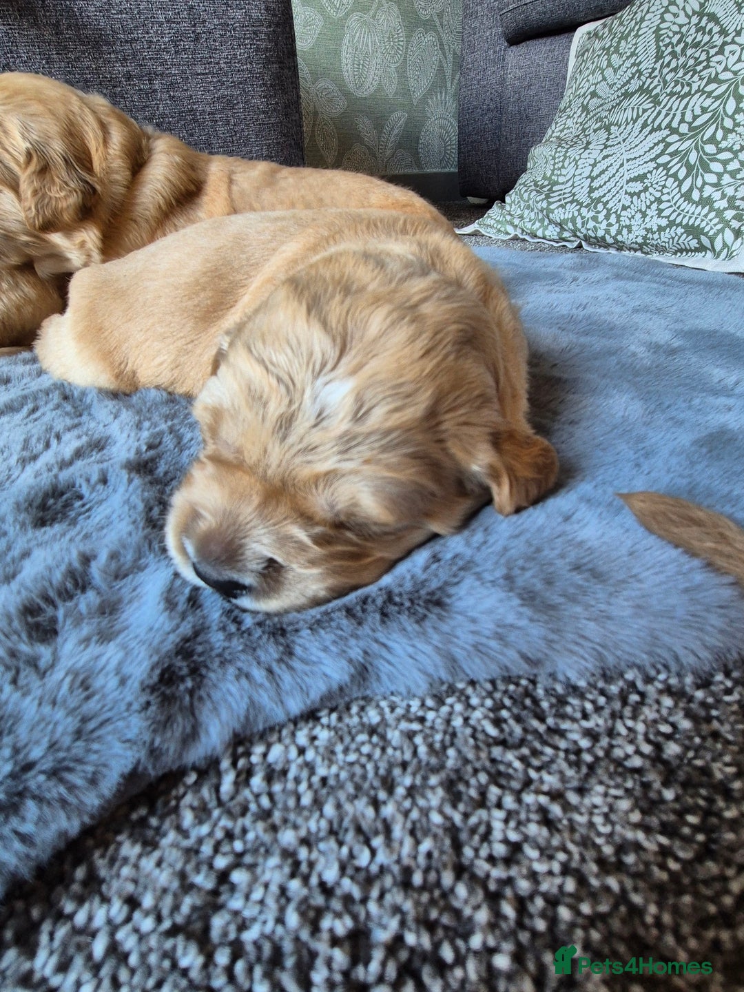 Golden Retriever dogs for sale: KC Golden Retriever Puppies - Image 6