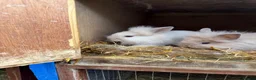 Lionhead rabbits for sale: 3x gorgeous fluffy lionhead bunnies ready to go  - Advert 9