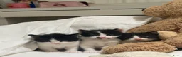 British Shorthair cats for sale: WANT THEM TO GO TOGETHER  in Littlehampton - Advert 3