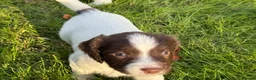 English Springer Spaniel dogs for sale: English Springer Spaniel pups, KC registered  - Advert 6