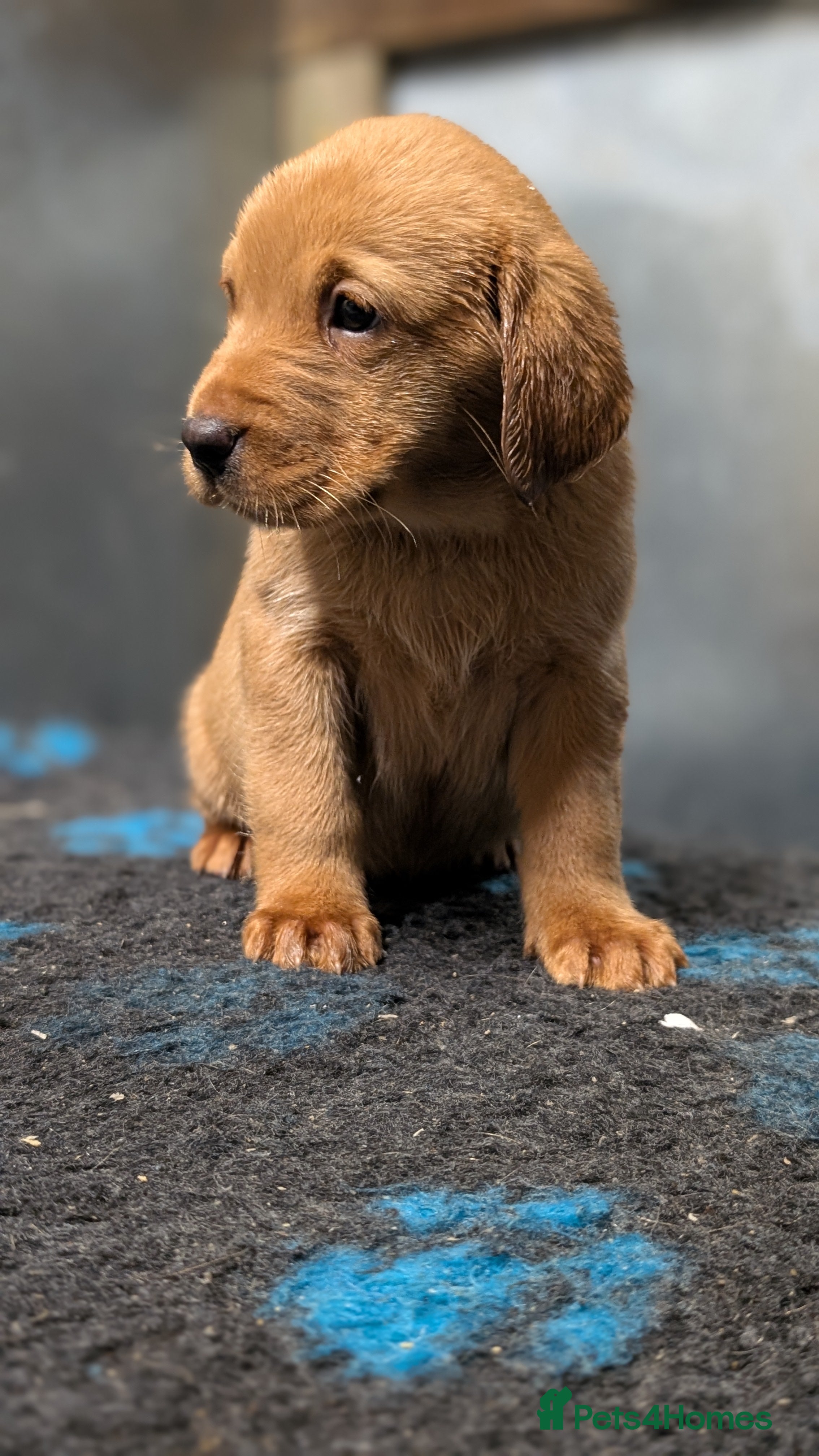 Labrador Retriever dogs Fab KC Fox Red Pups - 4* Higher Standard Breeder - Advert 4