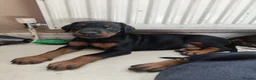 Dobermann dogs for sale: Adorable Doberman puppies  - Advert 14