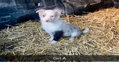 Border Collie dogs Collie cross blue merle pups - Advert 7
