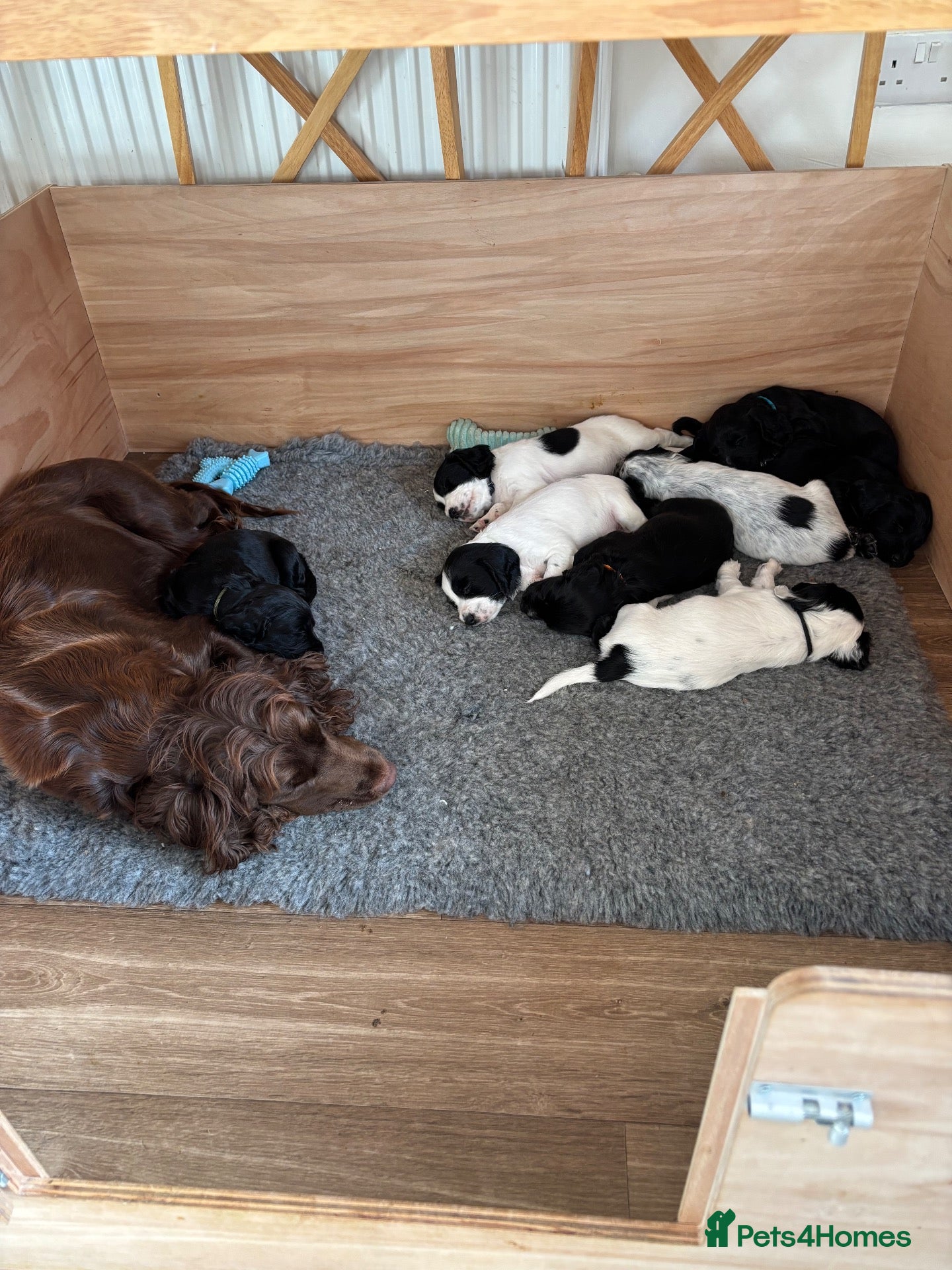 Cocker Spaniel dogs 8 STUNNING WORKING COCKER PUPS 🐶🐾 - Advert 2