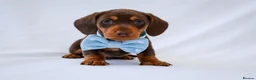 Miniature Dachshund dogs for sale: KC Health Tested Miniature Dachshunds - Licensed - Advert 2