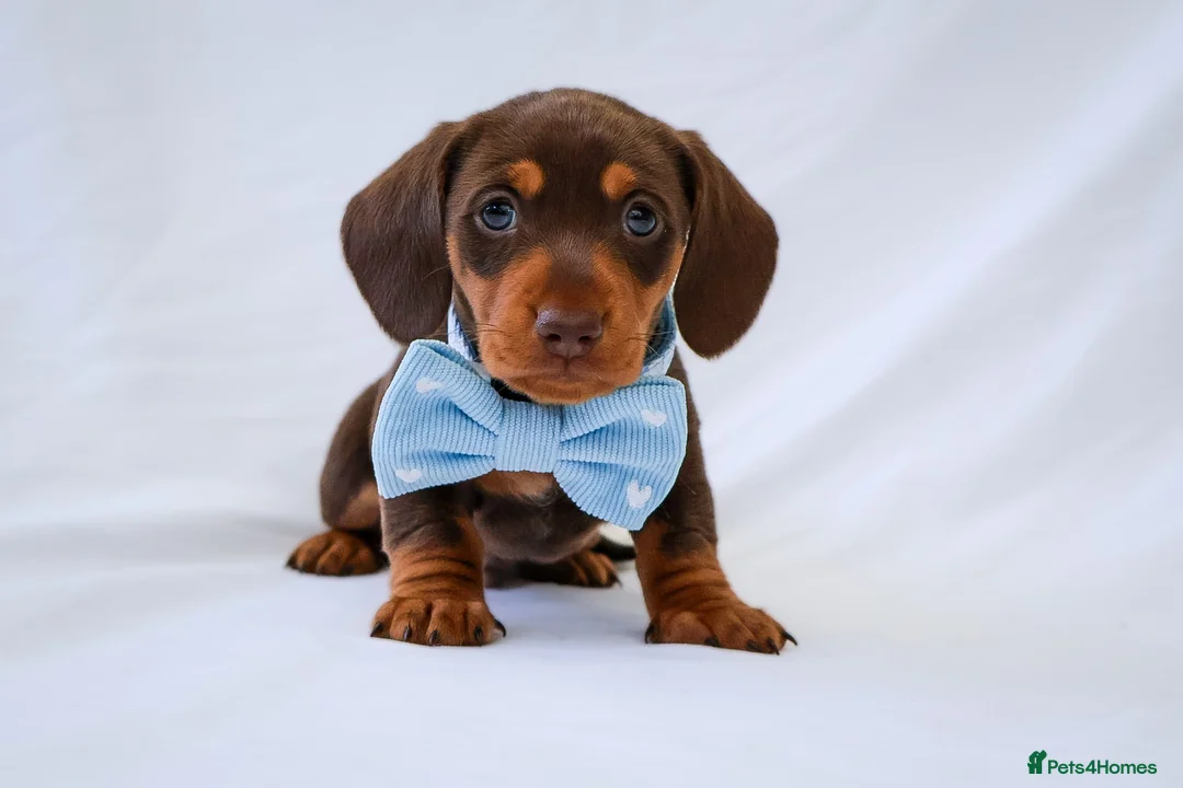 Miniature Dachshund dogs for sale: KC Health Tested Miniature Dachshunds - Licensed - Advert 2