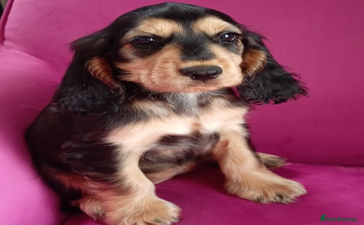 Cocker Spaniel dogs - Advert 15
