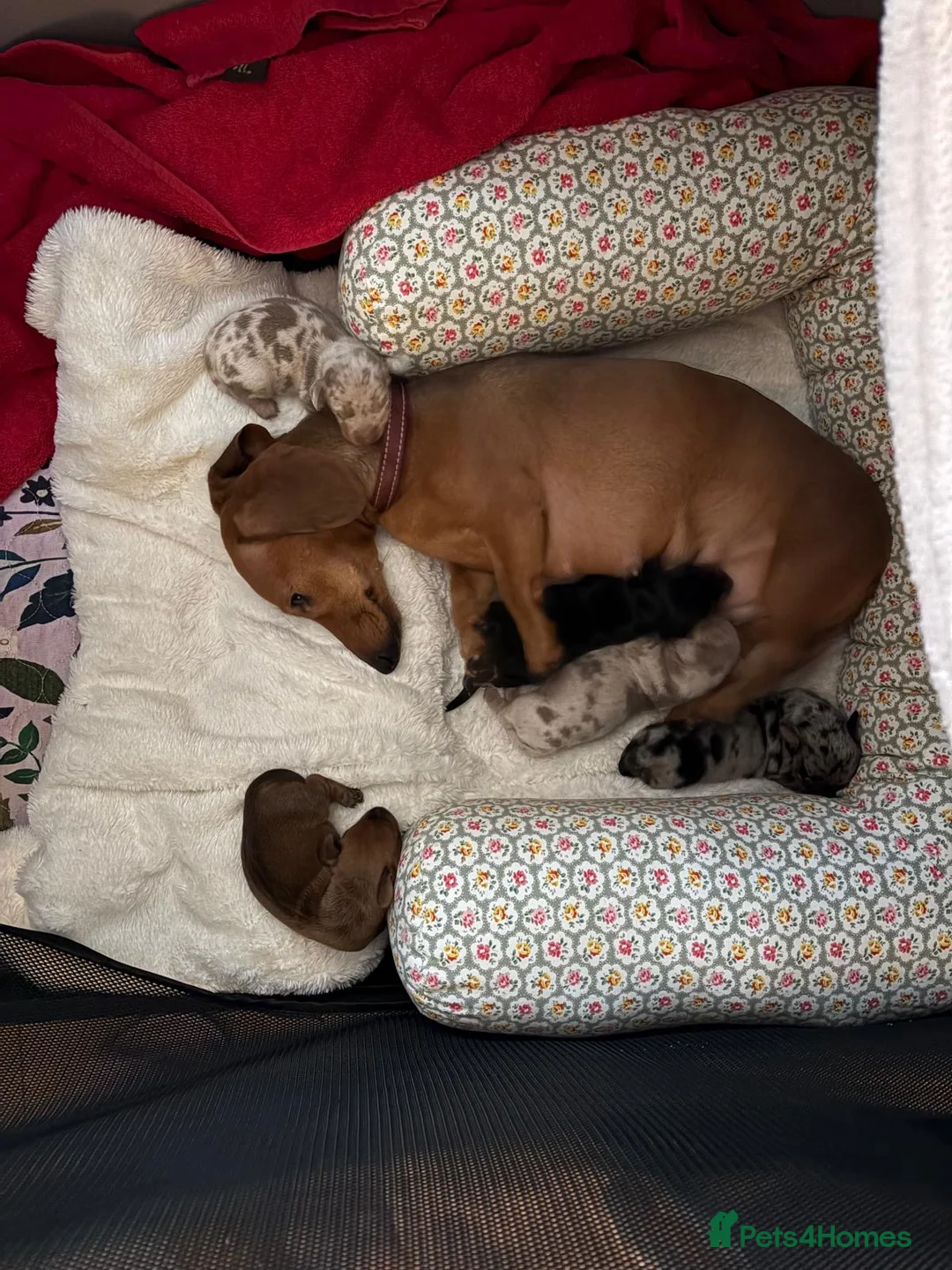 Miniature Dachshund dogs for sale: Last puppy left - Advert 1