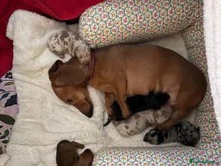 Miniature Dachshund dogs Last puppy left - Advert 1