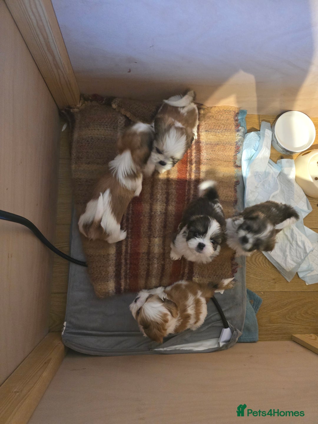 Shih Tzu dogs for sale: Shitzu puppies - Advert 1