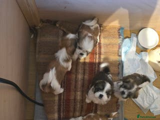 Shih Tzu dogs Shitzu puppies - Advert 1