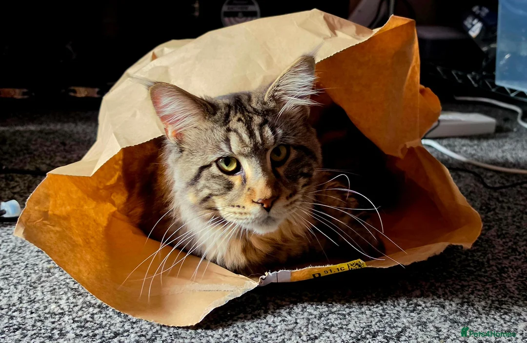Maine Coon cats for sale: Maine coon kitten - Advert 7