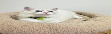 Finn