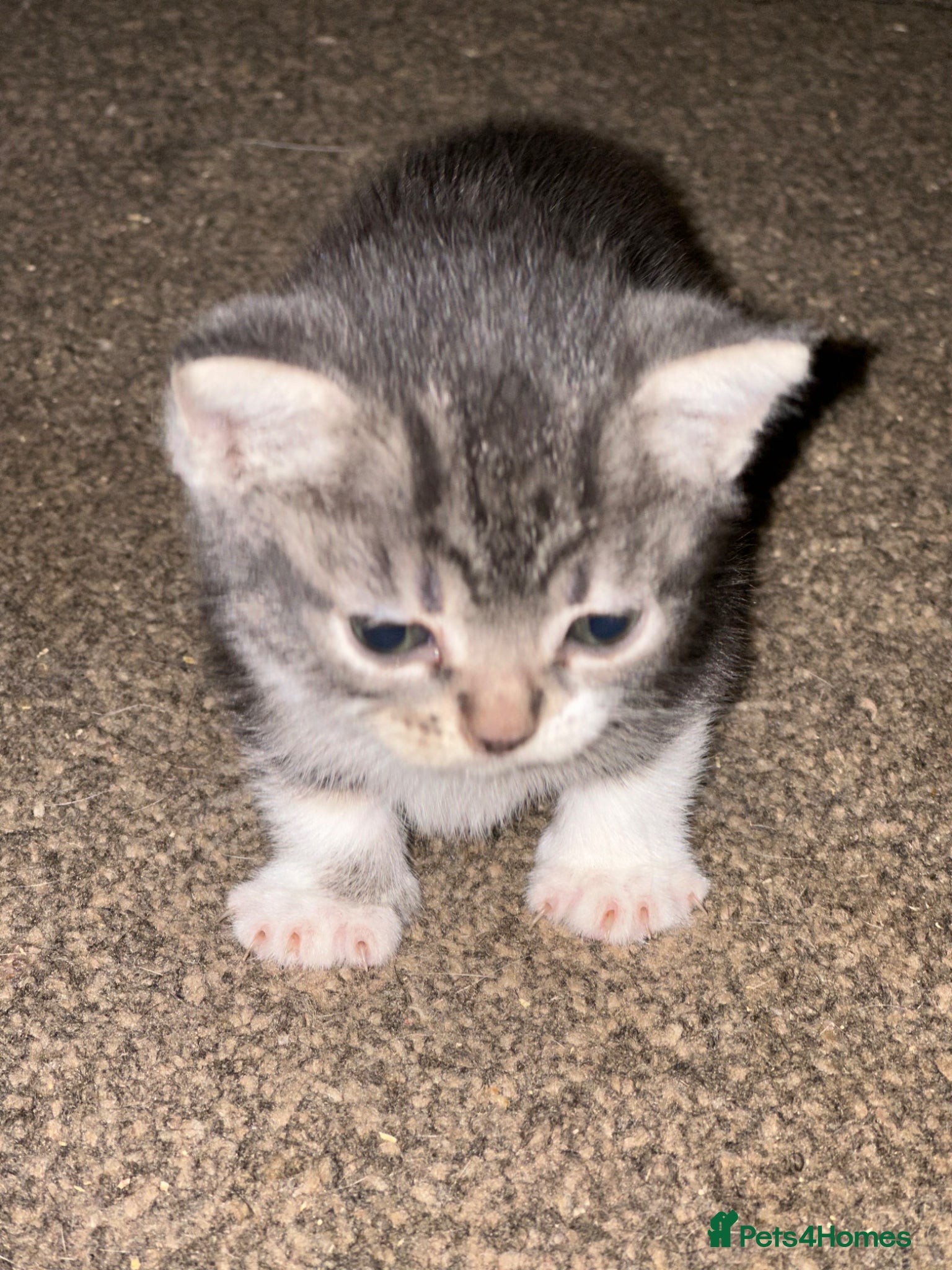 Mixed Breed cats Mixed breed kittens  - Advert 3