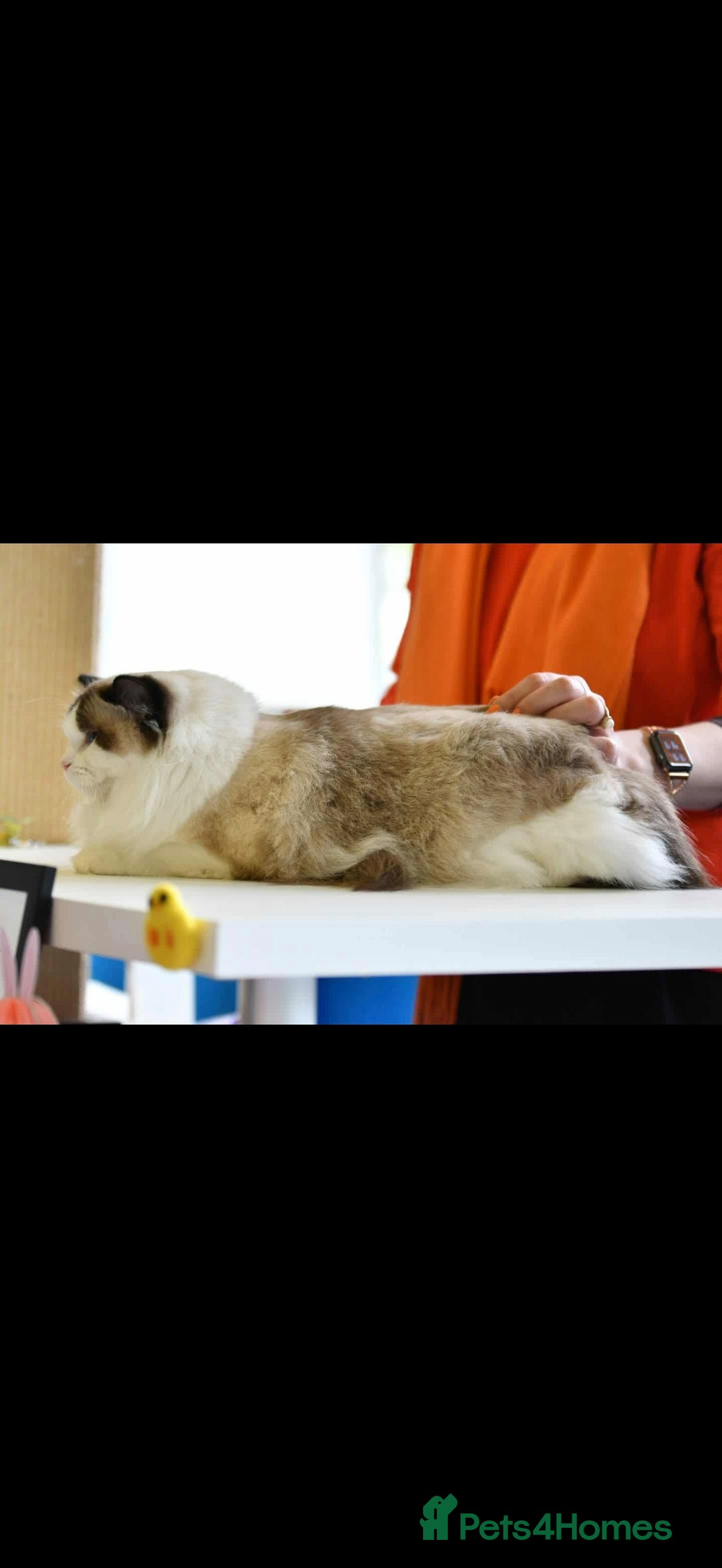 Ragdoll cats for sale: ❤️BEST KITTENS RAGDOLL❤️ CHAMPION REGIONAL WINNER  - Advert 3