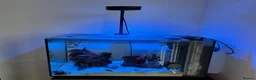 Other/Mixed Breed fish for sale: Fully set up reef tank  in York - Advert 1