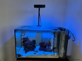 Other/Mixed Breed fish Fully set up reef tank in York - Advert 1