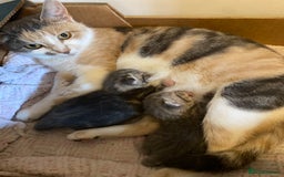 British Shorthair cats for sale: Grey British short hair kittens  - Image 4