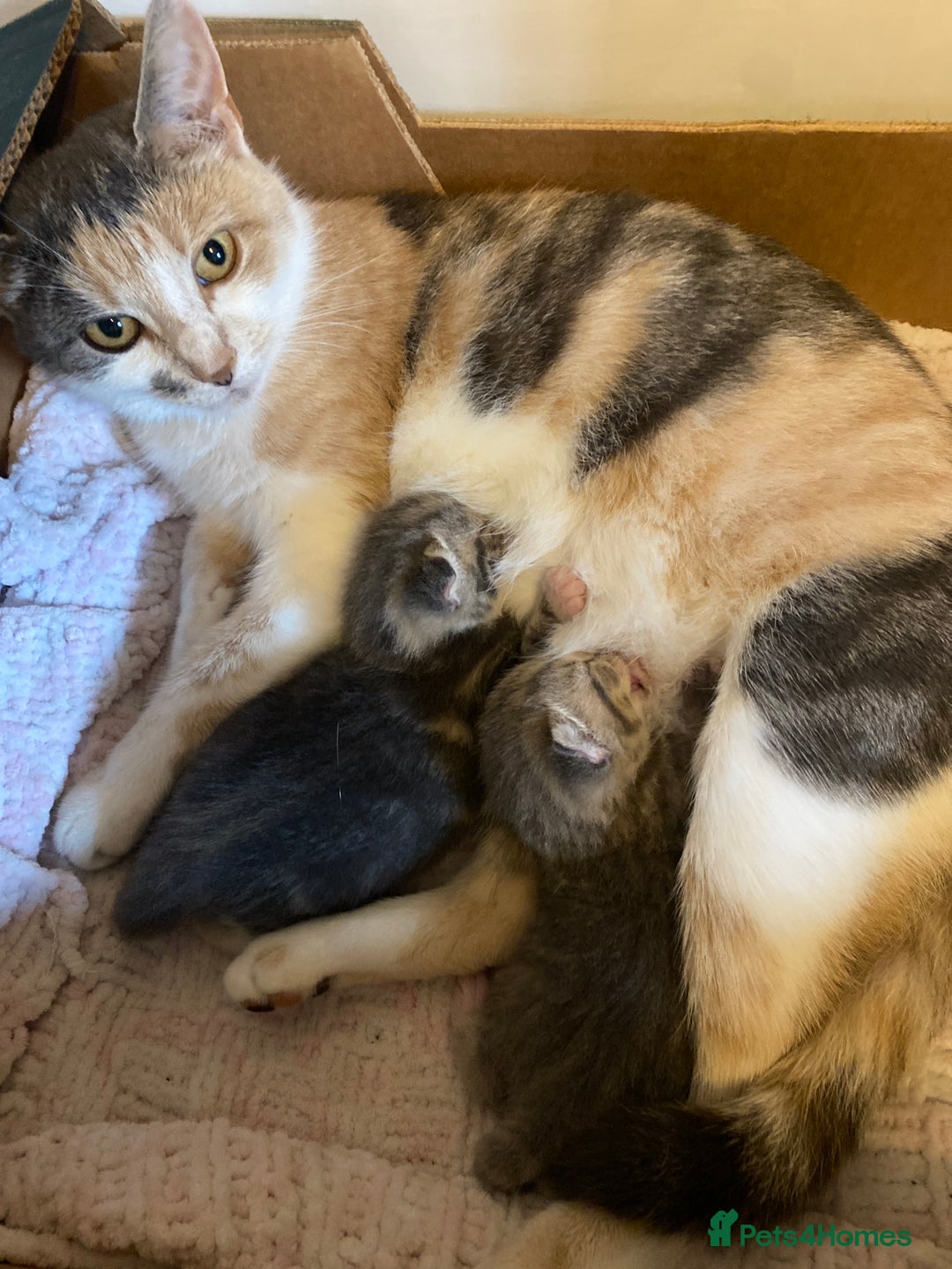 British Shorthair cats for sale: Grey British short hair kittens  - Image 4