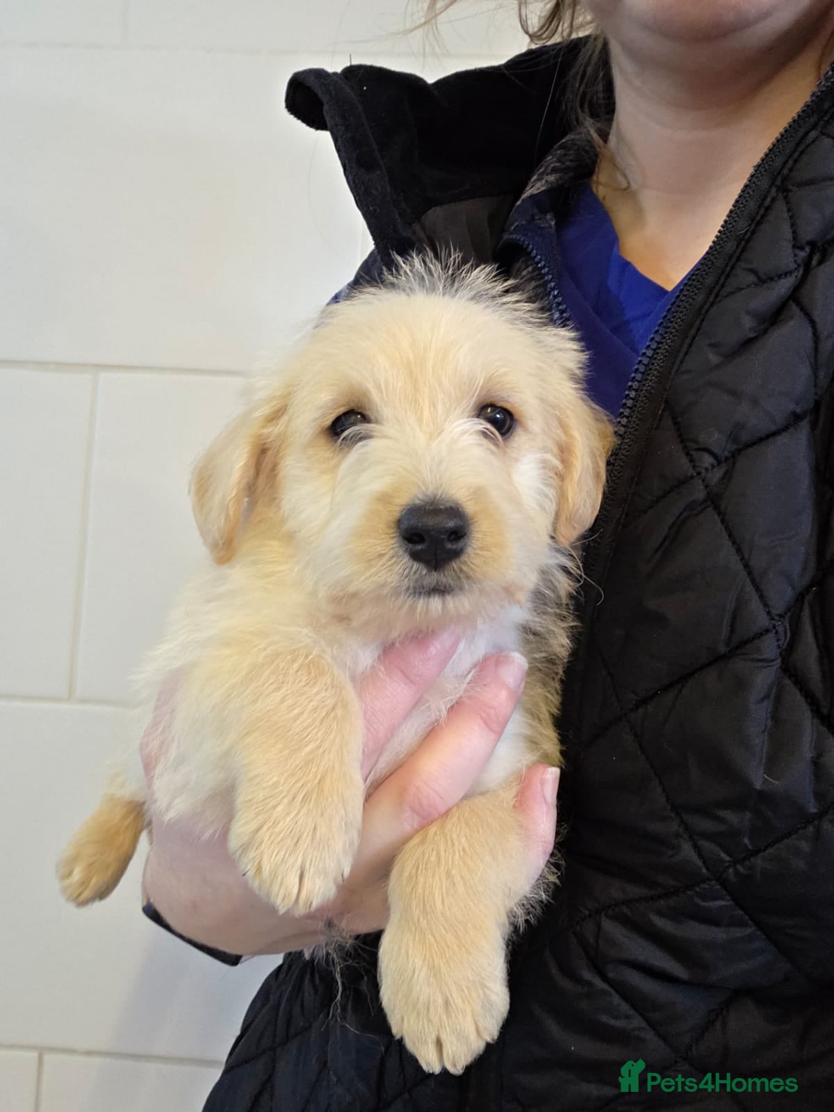 Mixed Breed dogs Westiepoo - Advert 1