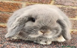 Mini Lop rabbits for sale: Stunning pure mini lop baby rabbits  - Image 1