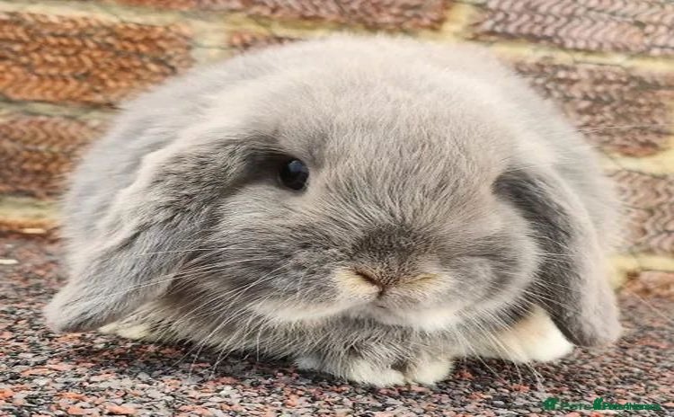 Mini Lop rabbits - Advert 16