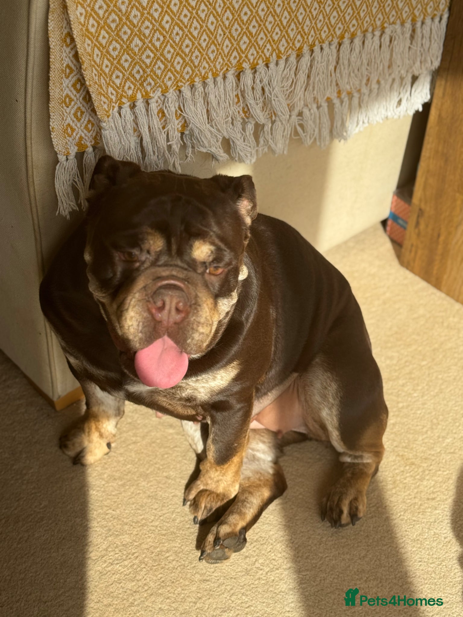 English Bulldog dogs English bulldog  - Advert 6