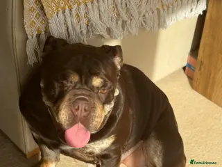 English Bulldog dogs English bulldog - Advert 6