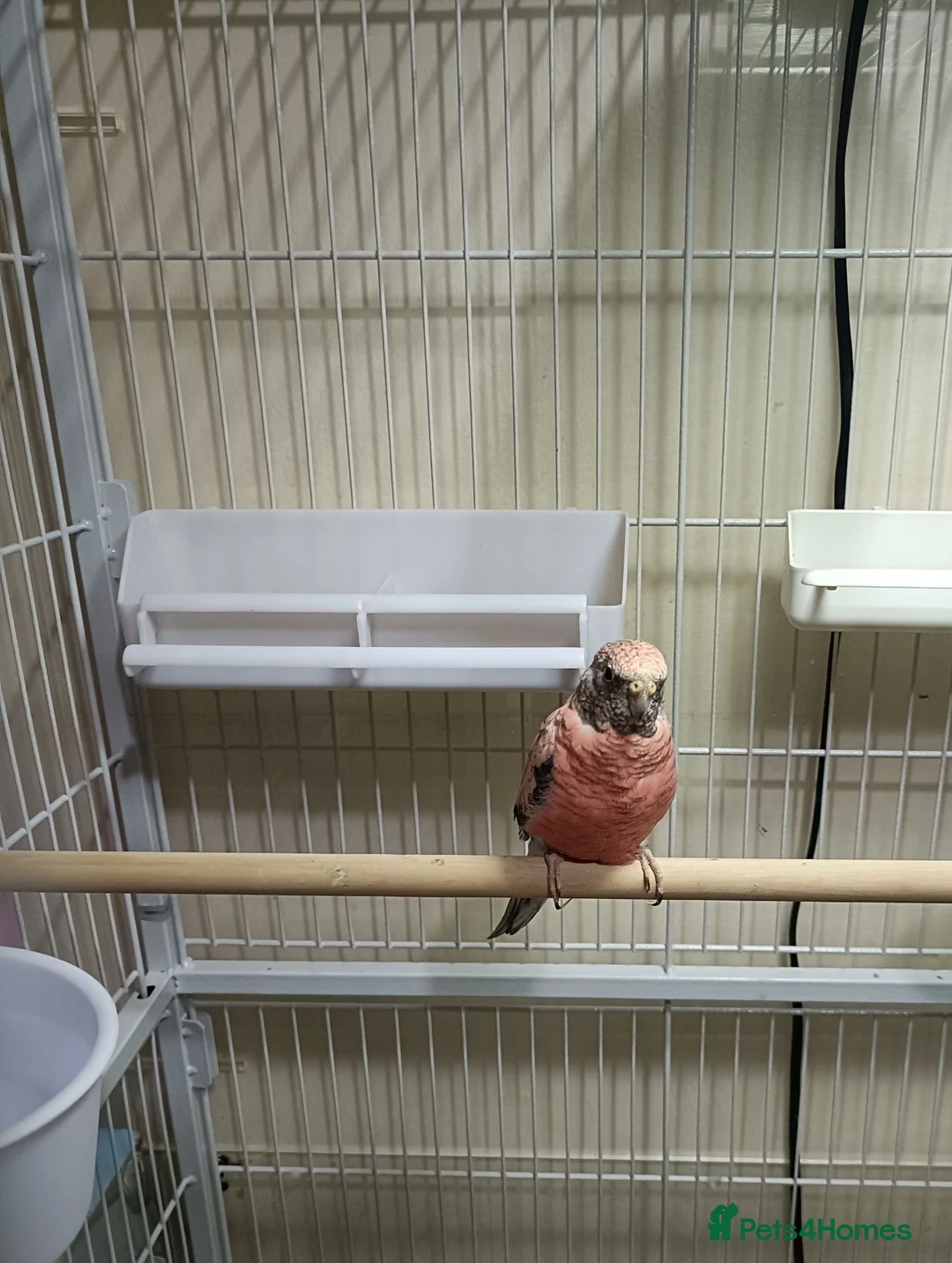Parakeets birds for sale: Rosa Bourke and a normal Bourke parakeets  - Advert 2