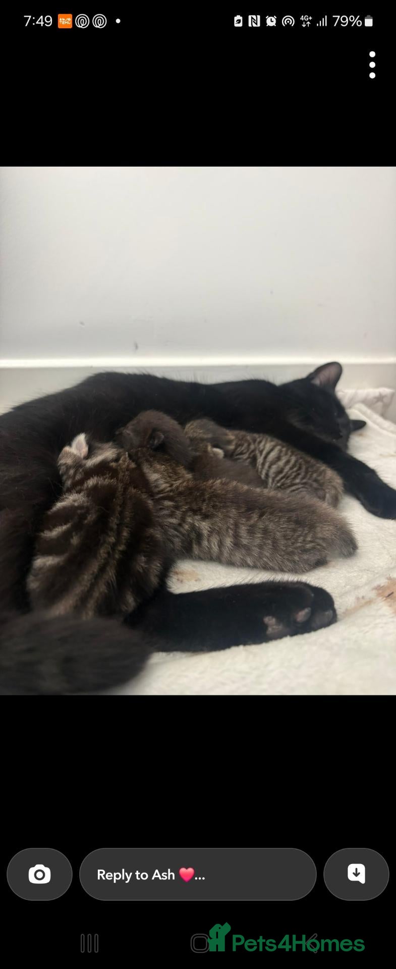 Mixed Breed cats Tabby kittens  - Advert 4