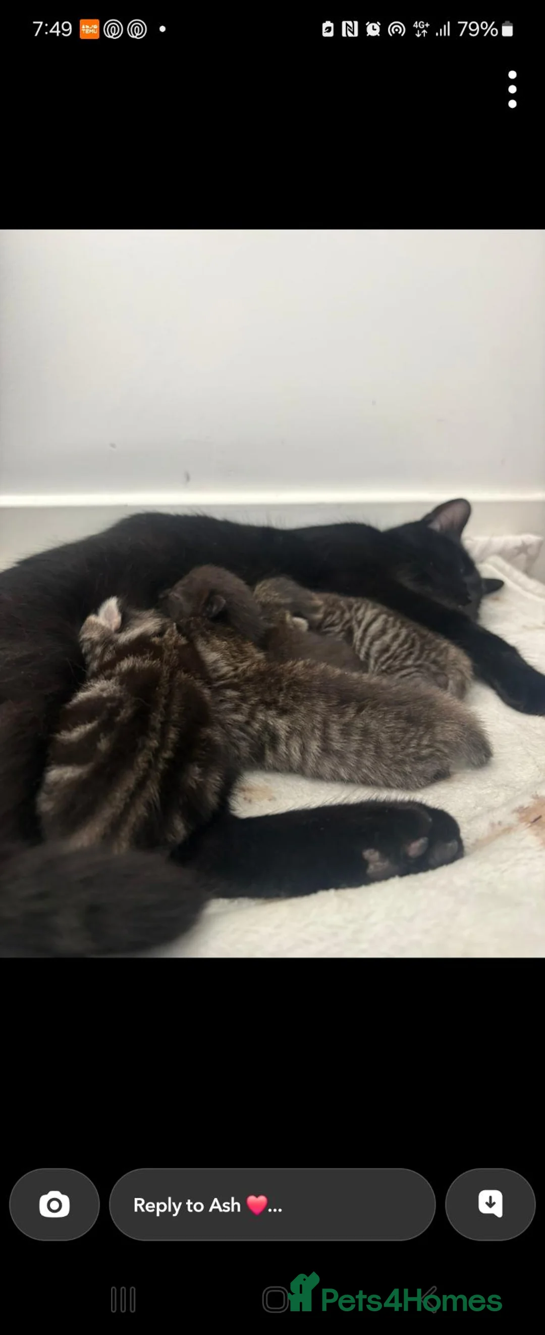 Mixed Breed cats for sale: Tabby kittens  - Advert 1