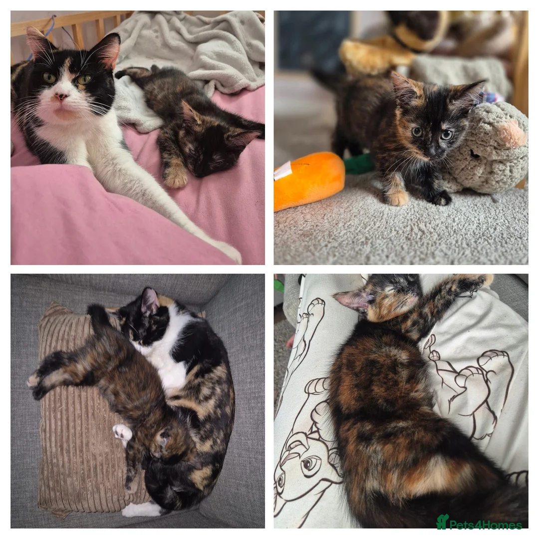 British Shorthair cats for sale: Kittens - black and white mix in Kelty - Advert 1