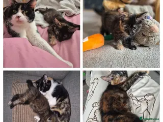 British Shorthair cats Kittens - black and white mix in Kelty - Advert 4