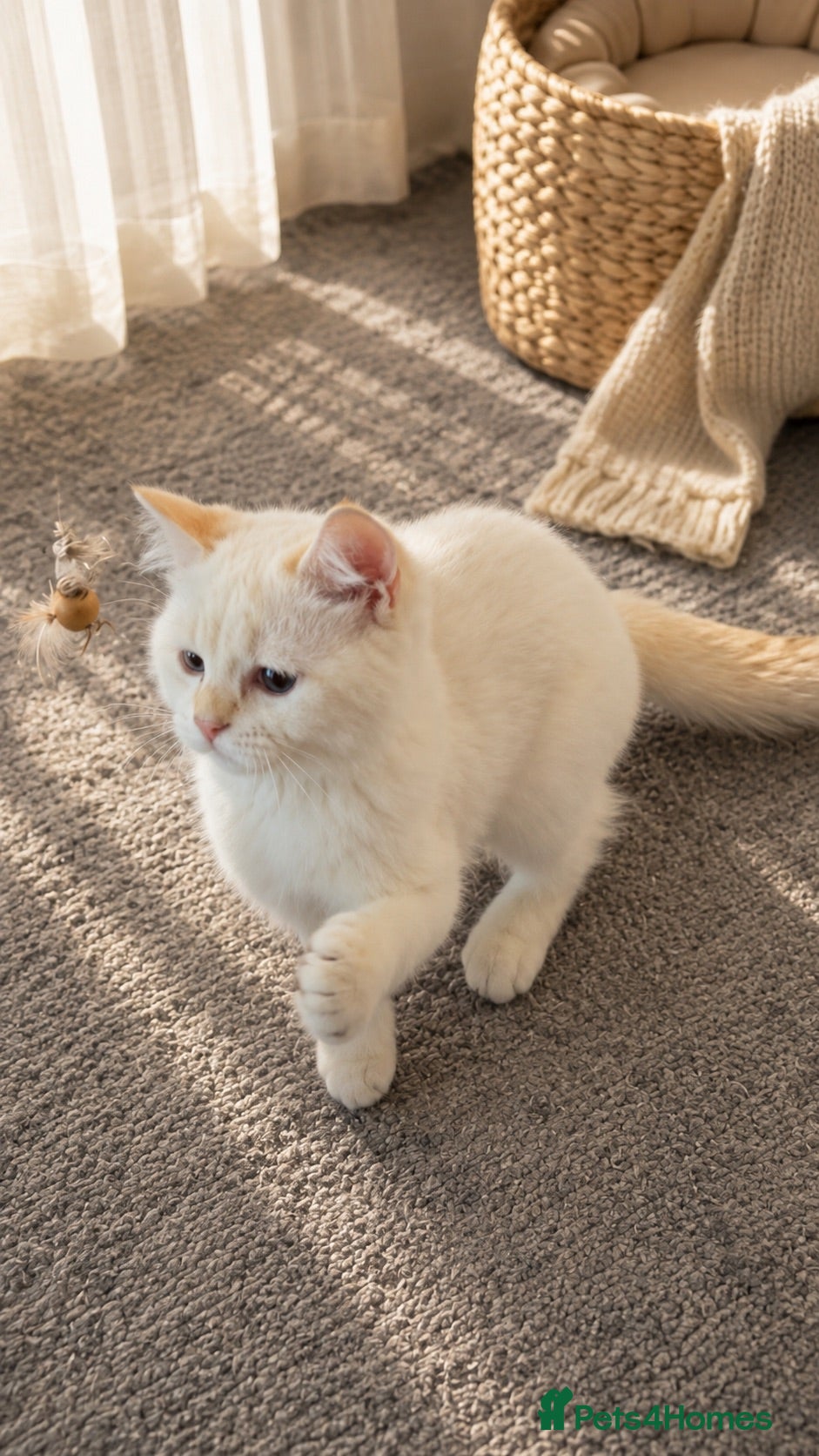 Scottish Fold cats Scottish Fold & Straight – Elegant Bloodline - Advert 3