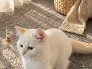 Scottish Fold cats Scottish Fold & Straight – Elegant Bloodline - Advert 3