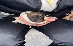 Staffordshire Bull Terrier dogs for sale: 2 blue male staff, 1 brindle girl staff  - Image 2