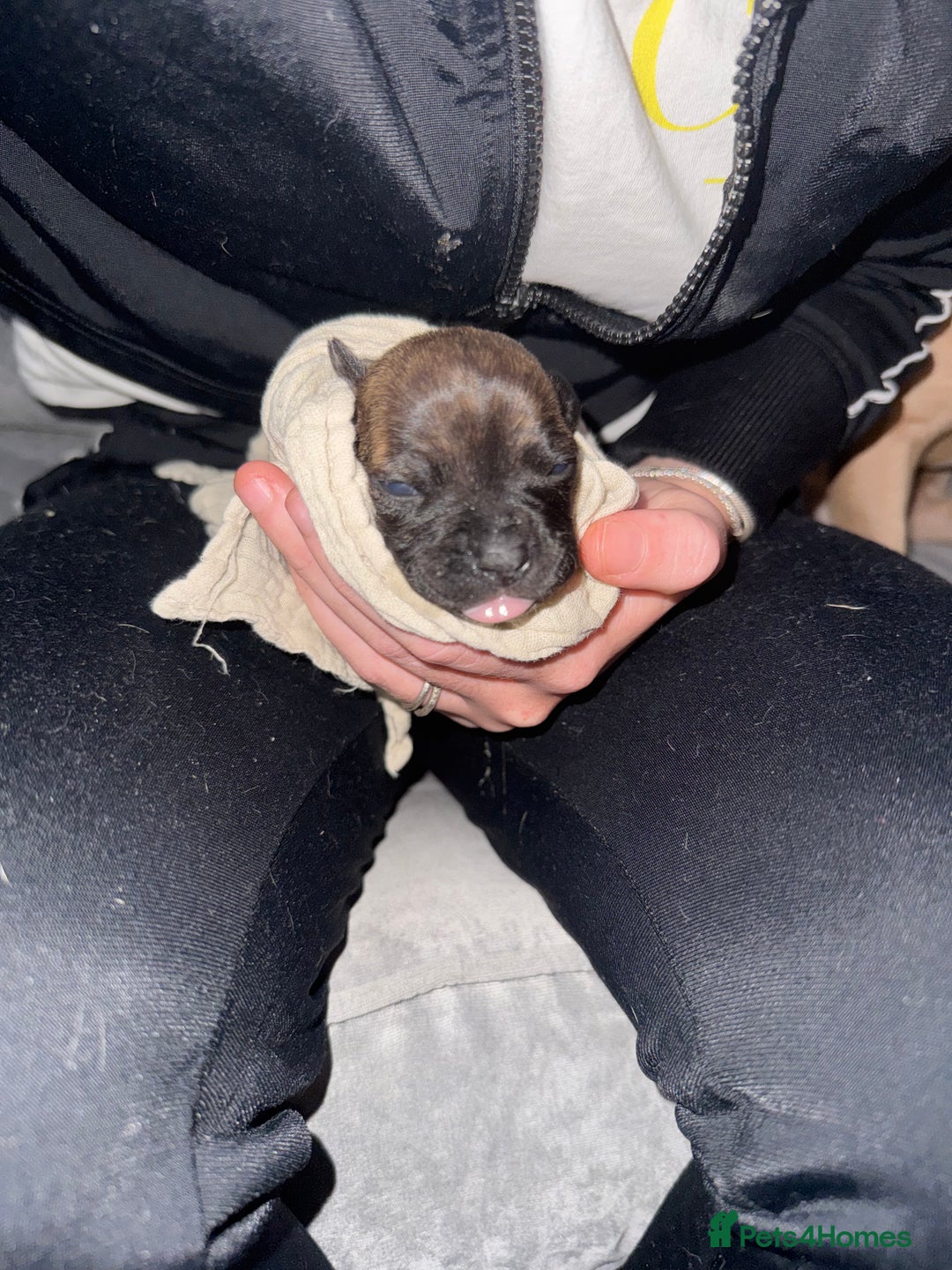 Staffordshire Bull Terrier dogs for sale: 2 blue male staff, 1 brindle girl staff  - Image 2