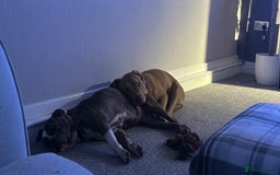 Old Tyme Bulldog dogs for sale: Poppy - Image 5