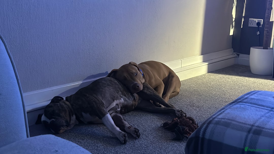 Old Tyme Bulldog dogs for sale: Poppy - Image 5