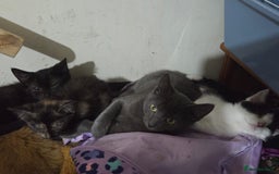 Ragdoll cats for sale: Part ragdoll kittens - Image 3