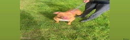 Mixed Breed dogs for sale: Narla  - Advert 1