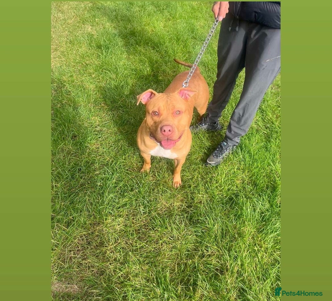 Mixed Breed dogs for sale: Narla  - Advert 1