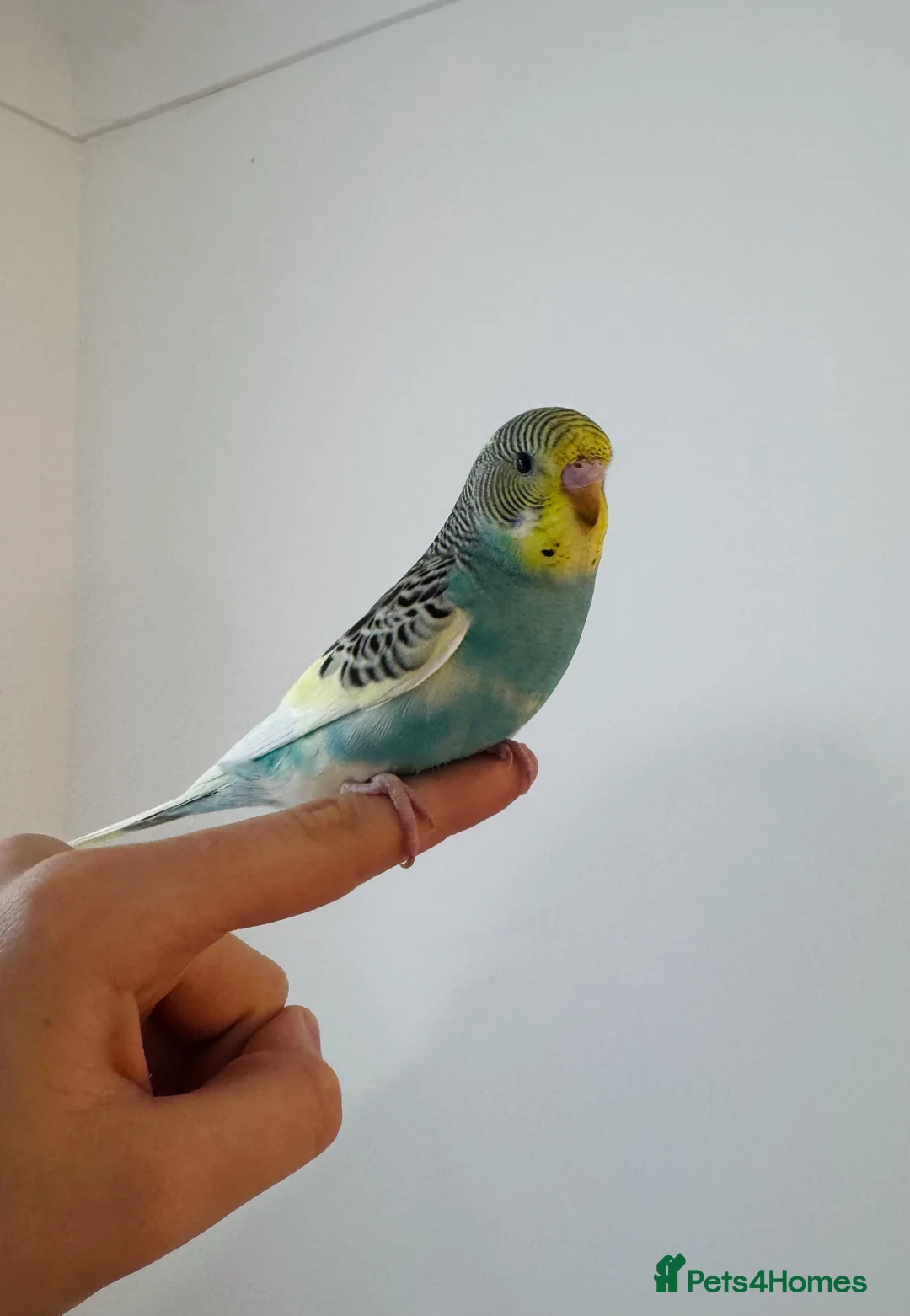 Budgerigars birds for sale: Budgies  - Advert 5