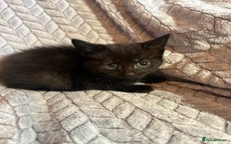 Russian Blue cats for sale: 6 beautiful kittens ❤️ - Image 22